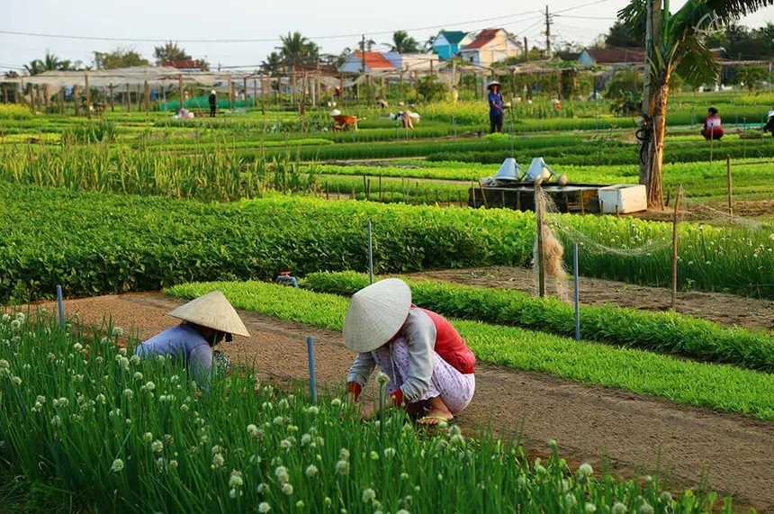 herb village
