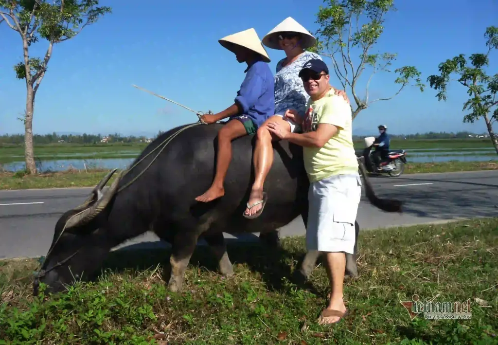 trau lam du lich nong o hoi an thu tien do 7