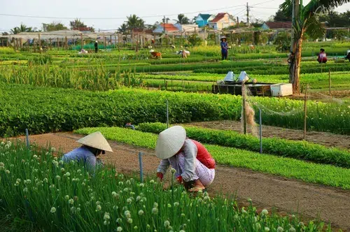 Hoi An Motorbike Tour Experience: Guide, Routes, Tips & Local Insights 3 hoi an motobikes tour