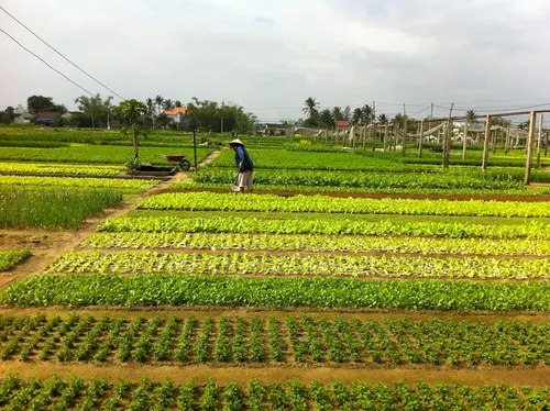 Hoi An Vegetable Village: The Authentic Tra Que Organic Herb Village Experience 4 vegetable village hoi an