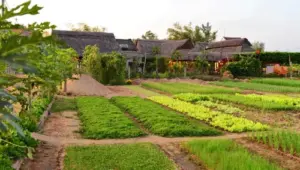 Lang rau Tra Que Hoi An Tu lang rau dung di den diem tham quan Quoc te 1 1617855750