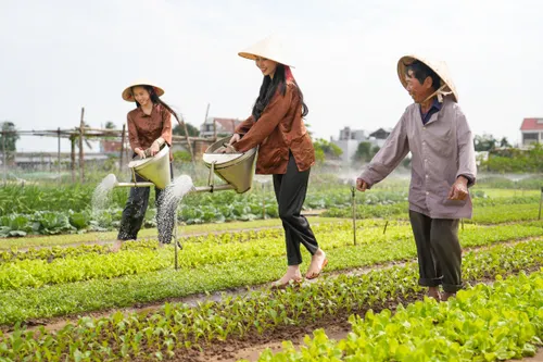 Ultimate Guide to Tra Que Vegetable Village: Hoi An’s Organic Farming & Eco-Tourism Highlight 1 tra que village hoi an