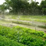 Ultimate Guide to Tra Que Vegetable Village: Hoi An’s Organic Farming & Eco-Tourism Highlight 15 lang rau tra que 3