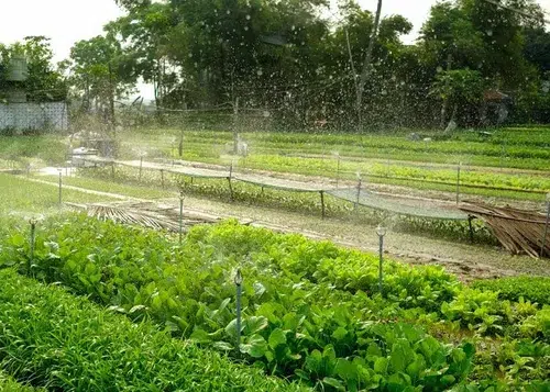 Ultimate Guide to Tra Que Vegetable Village: Hoi An’s Organic Farming & Eco-Tourism Highlight 5 tra que village hoi an