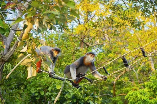 Monkey Mountain Tour from Hoi An: What to Expect, Top Attractions & Wildlife 1 monkey mountain tour hoi an